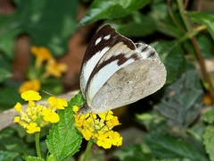 Appias indra aristoxemus