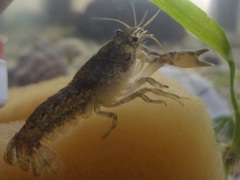 Cambarellus montezumae