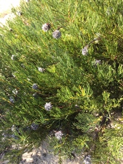 Serruria furcellata
