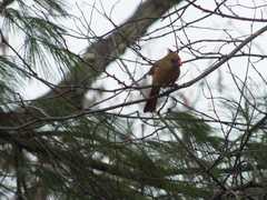 Cardinalis cardinalis