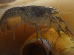 Cambarellus montezumae