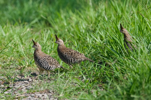 Banded Quail (Philortyx fasciatus), photo 3