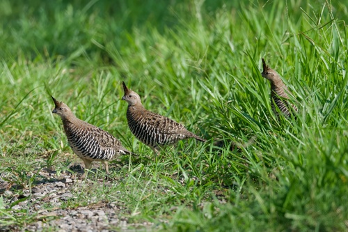 Banded Quail (Philortyx fasciatus), photo 2