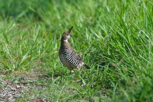 Banded Quail (Philortyx fasciatus), photo 9