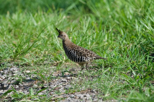 Banded Quail (Philortyx fasciatus), photo 10