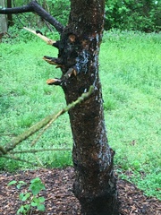 Pinaceae