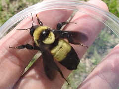 Southern Plains Bumble Bee