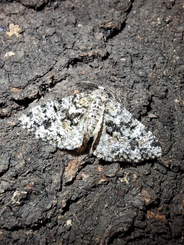 Speckled Beauty