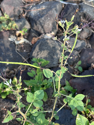 Cleome, 2026-07-01