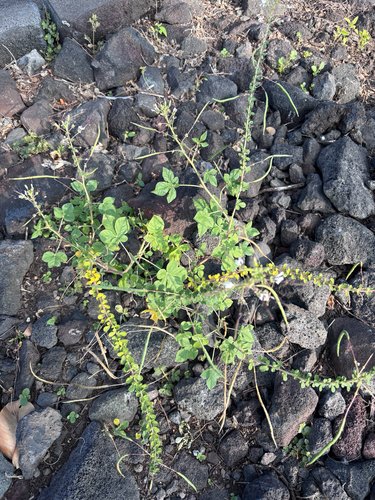 Cleome, 2026-07-01
