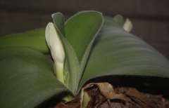 Haemanthus deformis