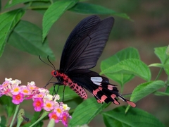 Byasa polyeuctes