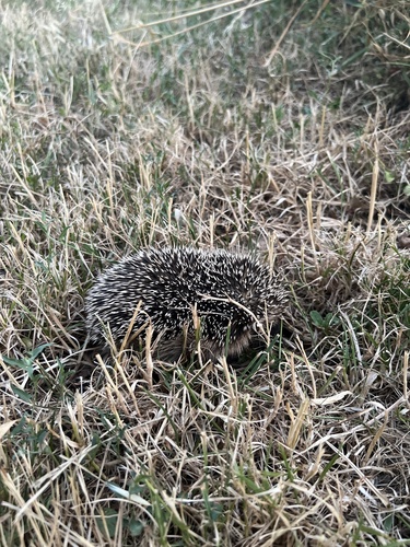 Common Hedgehog