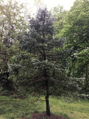 Pinaceae