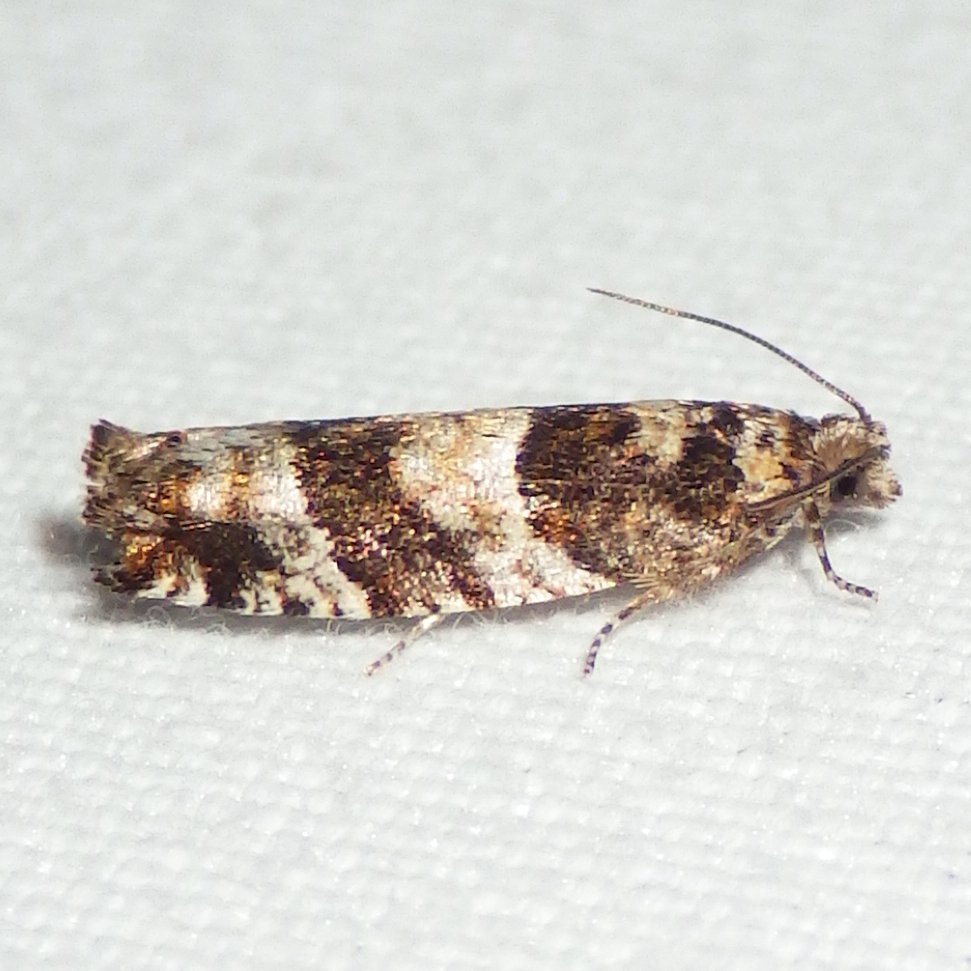 Pseudexentera