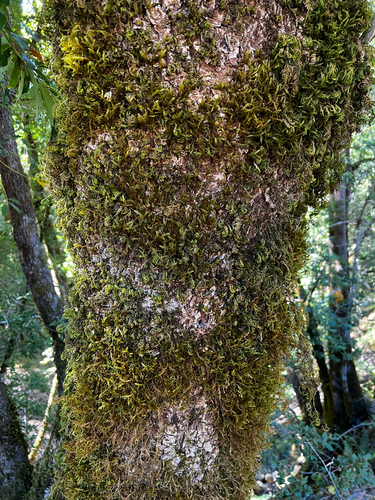 iNaturalist observation photo of Joint-toothed Mosses