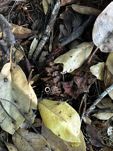 iNaturalist observation photo of jellied bird's nest fungus