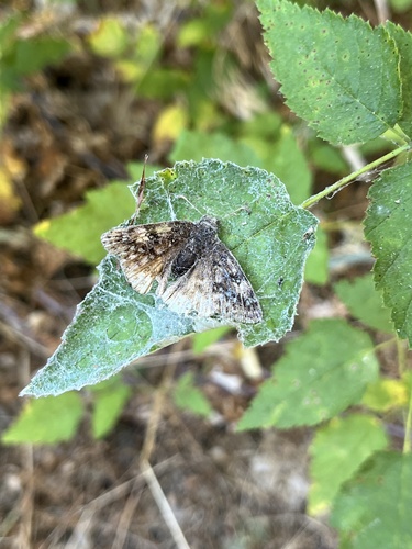 iNaturalist observation photo of Duskywings
