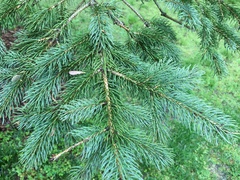 Pinaceae