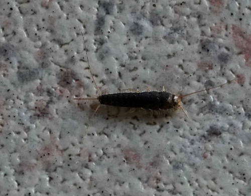 Long-tailed Silverfish, Schouwen-Duiveland, Scharendijke, Zeeland, NL, photo 5 of 10