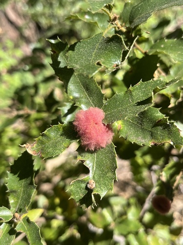 iNaturalist observation photo of Oak Gall Wasps