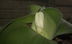Haemanthus deformis