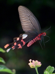 Byasa polyeuctes