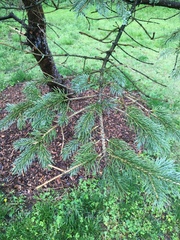 Pinaceae