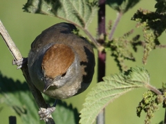 Sylvia atricapilla
