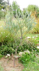 Acacia cultriformis