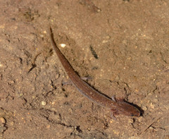 Eurycea troglodytes