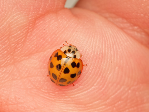 Asian Lady Beetle