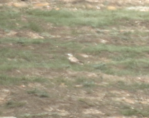 Mountain Plover