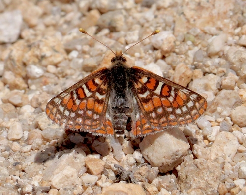 iNaturalist observation photo of Edith's Checkerspot
