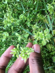 Cerastium glomeratum