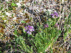 Oxytropis borealis