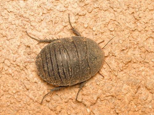 Egyptian Cockroach