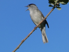 Sylvia atricapilla