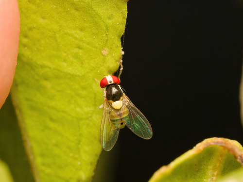 Acletoxenus formosus