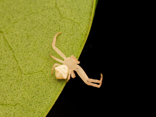 Thomisus citrinellus