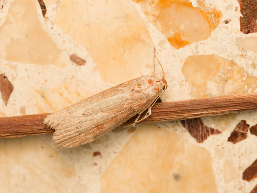 Theresian Moth
