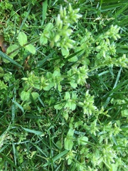 Cerastium glomeratum
