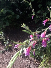 Gladiolus italicus