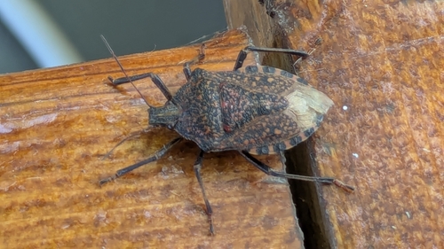 Almond Stink Bug
