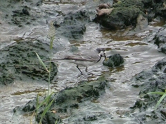 Motacilla alba