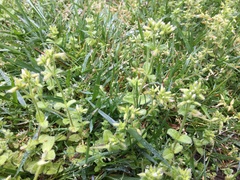Cerastium glomeratum