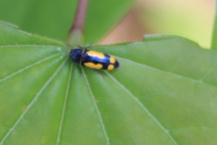 Ptosima gibbicollis