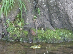Troglodytes troglodytes
