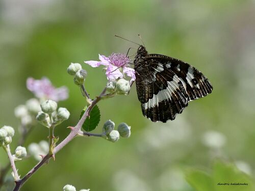 Great Banded Grayling