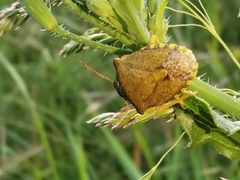 Peribalus strictus strictus